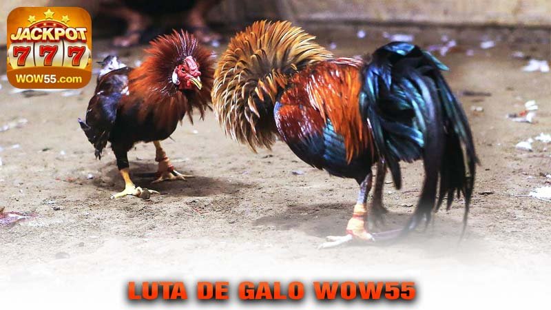 LUTA DE GALO wow55